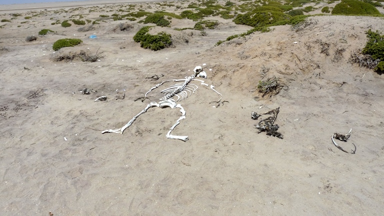 Skelettküste Namibia